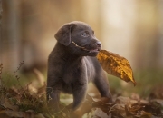 雷火电竞充值-东亚利刃刺穿铁壁，李刚仁如何在墨西哥与几内亚的缠斗中持续制造致命杀伤