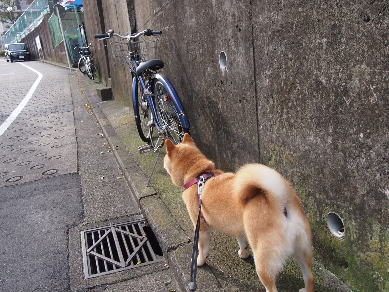 萨拉赫的节奏魔法,一场俱乐部与国家队的非洲心跳争夺战