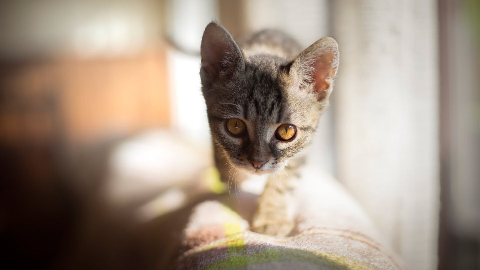 篮球界的平行宇宙，当骑士对阵吉林，约基奇数据爆炸的幻想之战